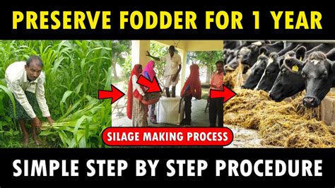 cilage|How to Make Silage: 12 Steps (with Pictures)